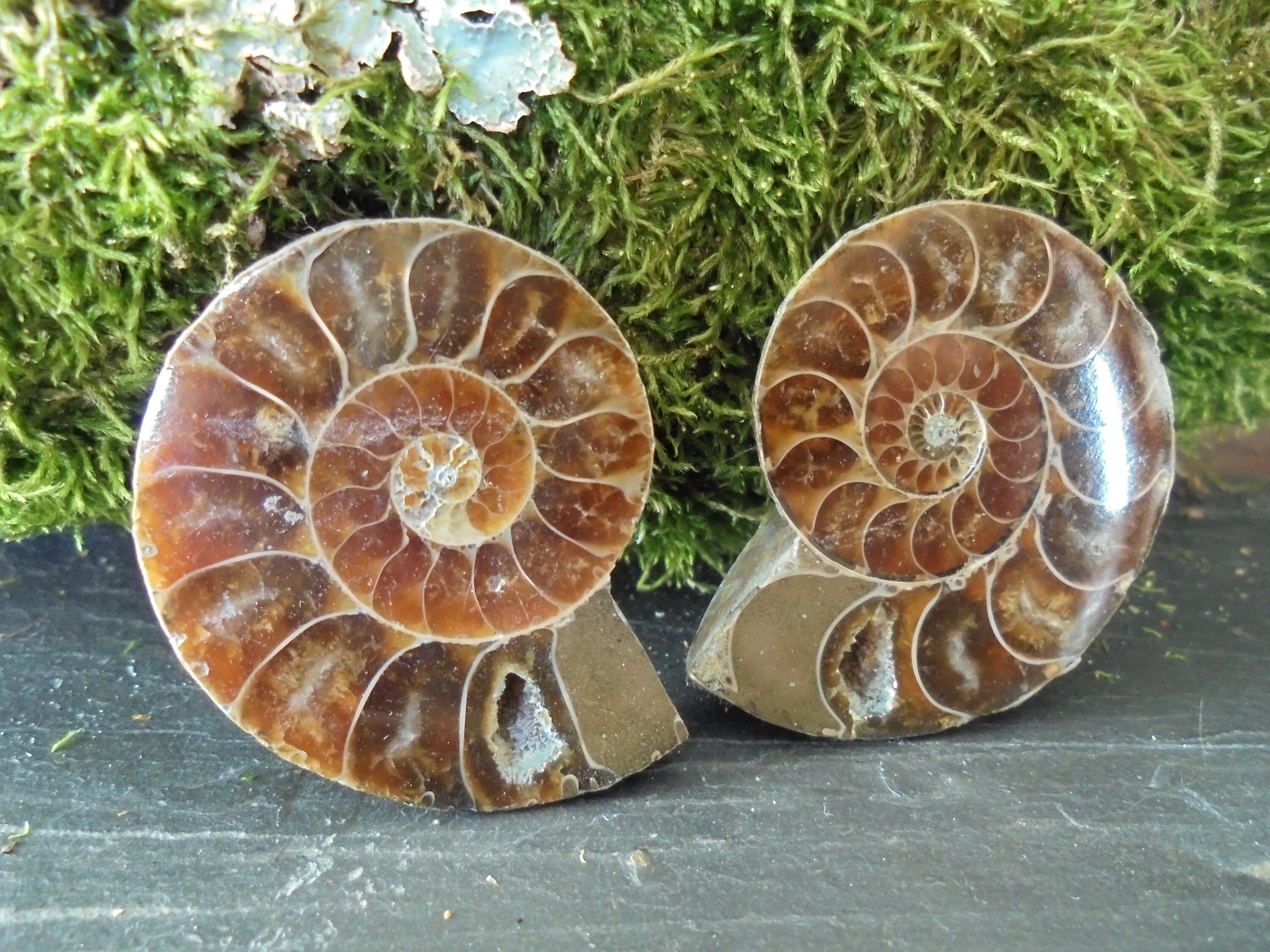 Paire Fossiles Ammonites Sciées, Piece Unique 36mm