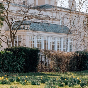 Daffodils at Regents Park Spring decor London photographic print zdjęcie 6