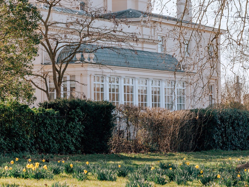 Daffodils at Regents Park Spring decor London photographic print zdjęcie 6