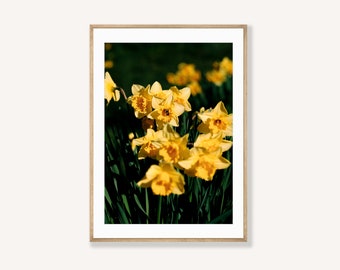 Daffodil & Bee - Yellow flower print - Nature photography