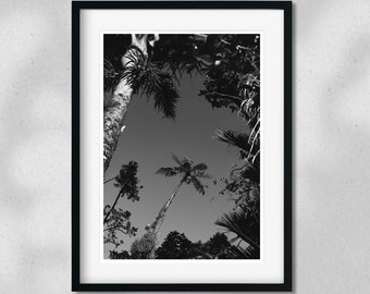 Puede incluir: Fotografía en blanco y negro de palmeras que se alzan hacia un cielo nublado.