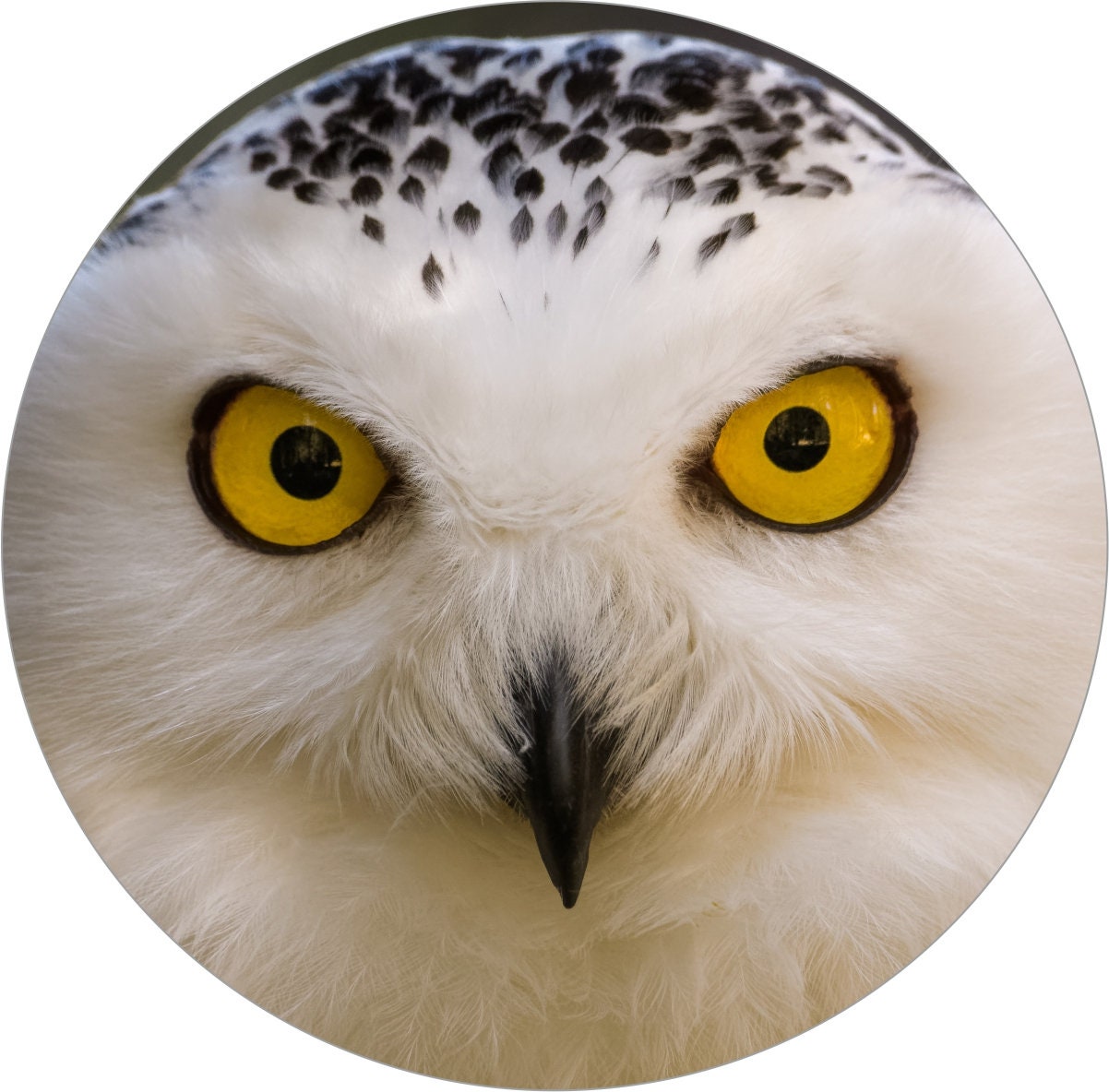 2x Snowy Owl Bird of Prey Wildlife Vinyl Decal Stickers Etsy