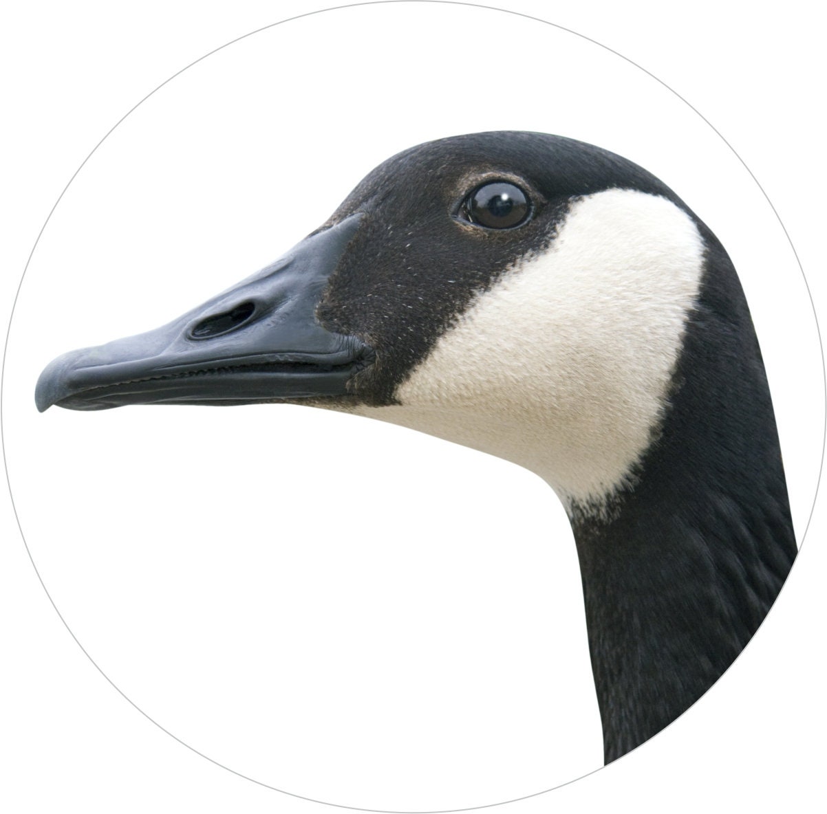 2x Canada Goose Wildlife Vinyl Decal Stickers Etsy UK