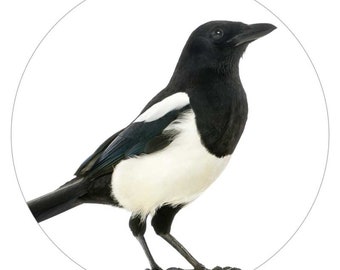 native Magpie decal Sticker Vinyl cut Australian made real photo swooping Bird native Magpie decal Sticker Vinyl cut Australian made real photo swooping Bird