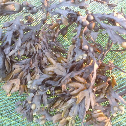 Whole Leaf Bladderwrack (Fucus Vesiculosus)