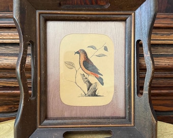 18th Century Francois Nicolas Martinet Hand Colored Copper Engraving Bird Framed