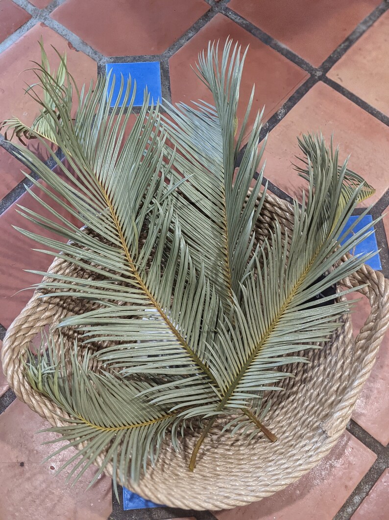 Dried Palm Fronds Dried Sago Palms Dried Palm Leaves Desert Etsy