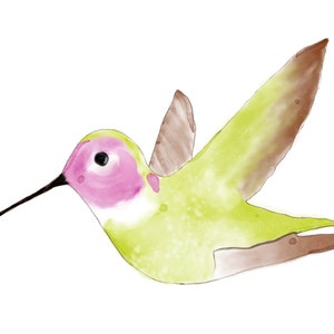 Hummingbird Watercolor