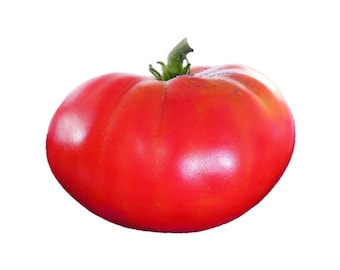 Semillas de tomate Mortgage Lifter - Bistec enorme y sabroso - Heirloom