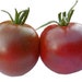 see more listings in the Tomatoes section