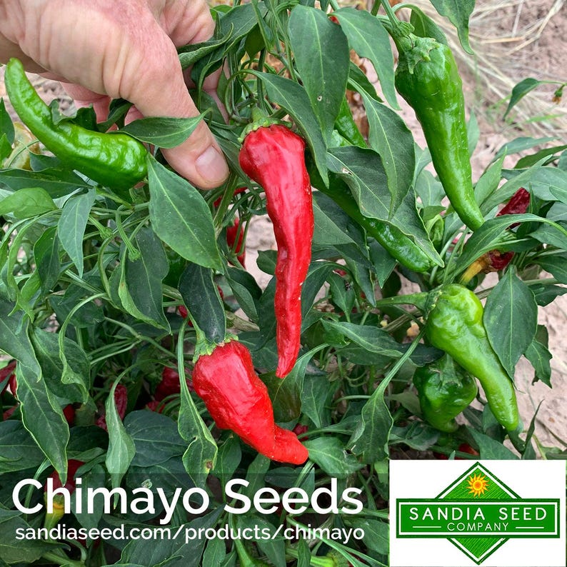 Semillas de chile Chimayo imagen 6