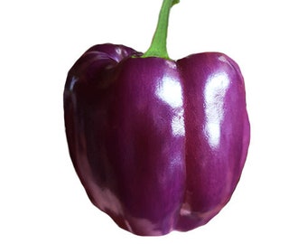 Bell Purple Beauty Sweet Pepper Seeds