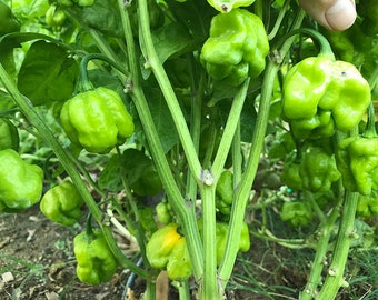 Scotch Bonnet Yellow Hot Pepper Seeds- Great for Jerk Sauce