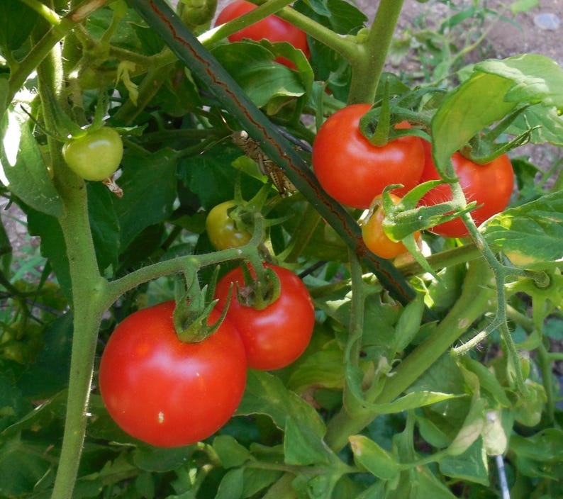 Sandia Seed Company Bush Early Girl Hybrid Tomato Seeds - Thumbnail 3