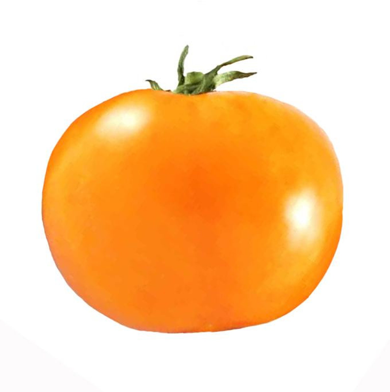 Chefs Choice Orange Hybrid Tomato Seeds Etsy