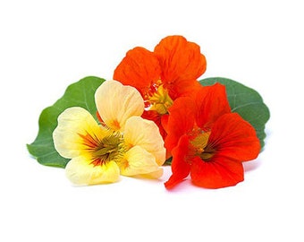 Nasturtium - Jewel Mix Seeds