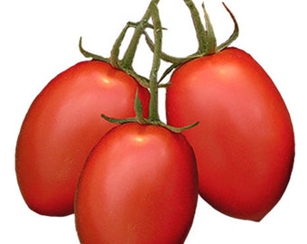 Tomato - Roma VF Seeds - ON SALE