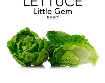 Lettuce - Little Gem Seeds