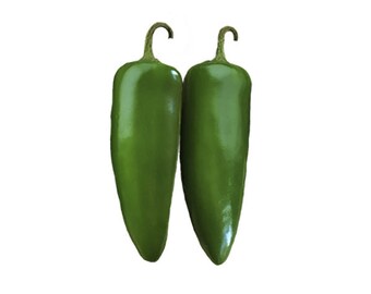 Jalapeño Mucho Nacho Hybrid Seeds