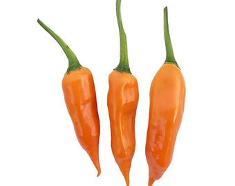 Aji Amarillo Seeds - Mango-like taste and intense heat!