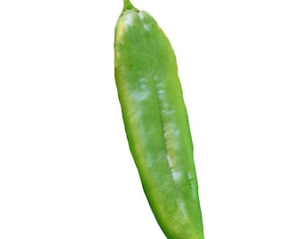 Sandia Select NuMex Green Chile Seeds