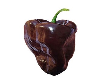 May include: A single dark chocolate brown bell pepper with a glossy, smooth skin and a distinctively lobed, rounded shape. A small, bright green stem protrudes from the top center of the pepper, contrasting with the deep, rich color.