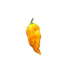 Devil's Tongue Pepper Seeds - Super Hot Heirloom