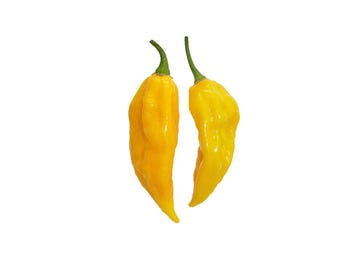 Fatalii Pepper Seeds - Hot Citrusy Flavor - Extreme Heat