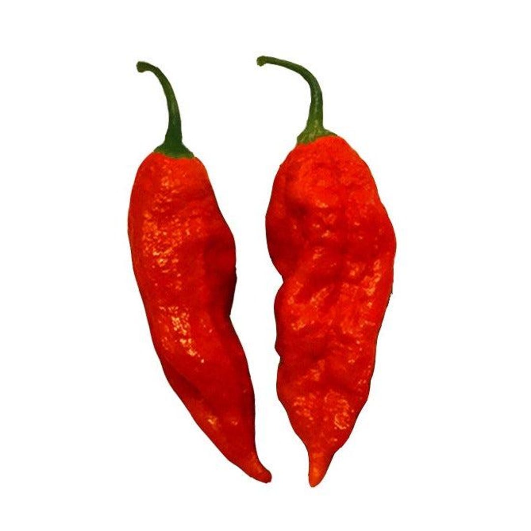 Bhut Jolokia Ghost Pepper Seeds - Red - Super Hot Heirloom - Etsy
