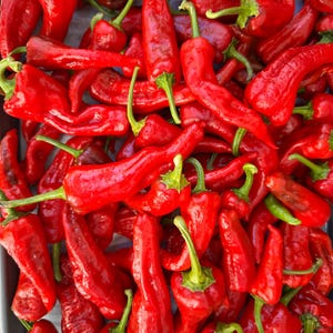 Semillas de chile Chimayo imagen 9