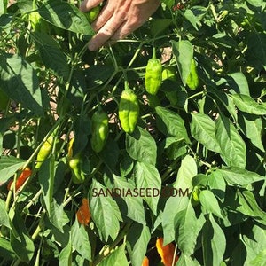 Pepperoncini Golden Greek Pepper Seeds image 3