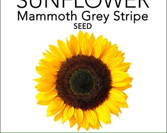 Sunflower - Mammoth Grey Stripe Seeds