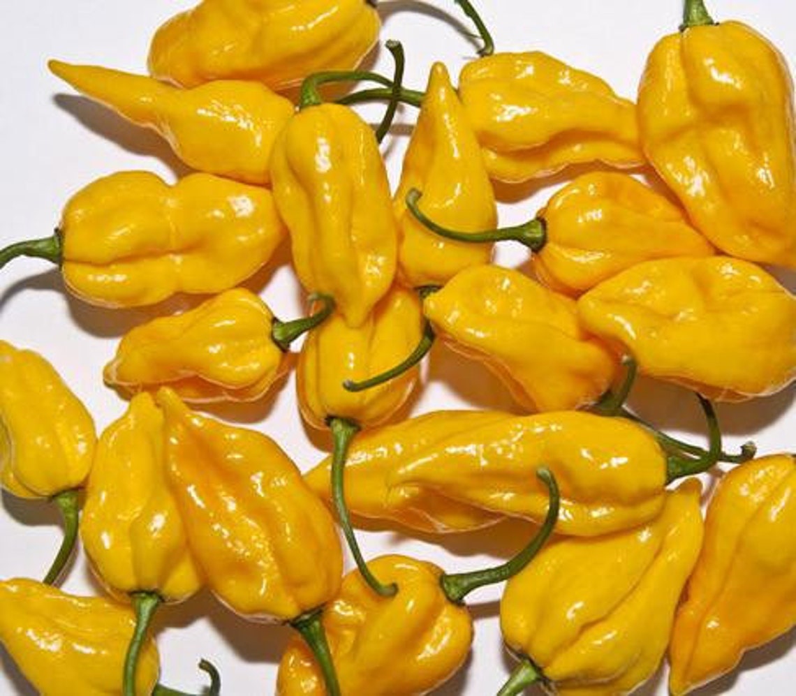 Fatalii Heirloom Hot Pepper Seeds Etsy