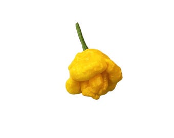 Scotch Bonnet Yellow Pepper Seeds - Authentic Caribbean Heat, Fruity Flavor