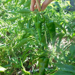 Chimayo Chile Seeds - Sandia Seed Company