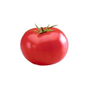 Tomato - Big Beef Hybrid Seeds - Delicious, Juicy, and Disease Resistant