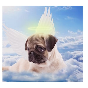 Angel Pet Portrait, Custom Dog Portrait, Digital Portrait, Angel Cat, Portrait from Photo, Pet loss Gift, Pet Memorial, Personalised Pet