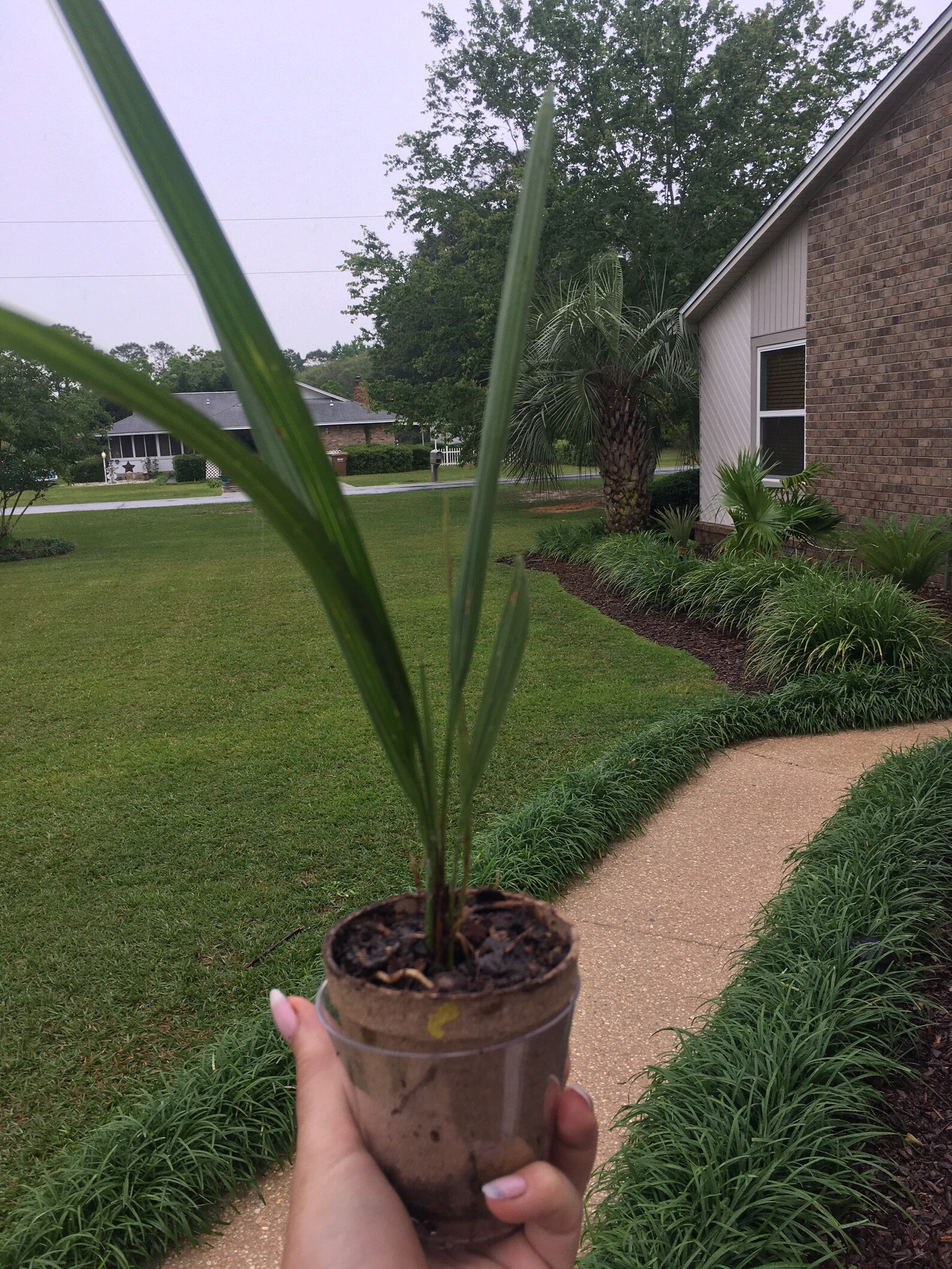 TWO Pindo Palm Tree Seedlings 612 Inches in 3 inch pot. Etsy