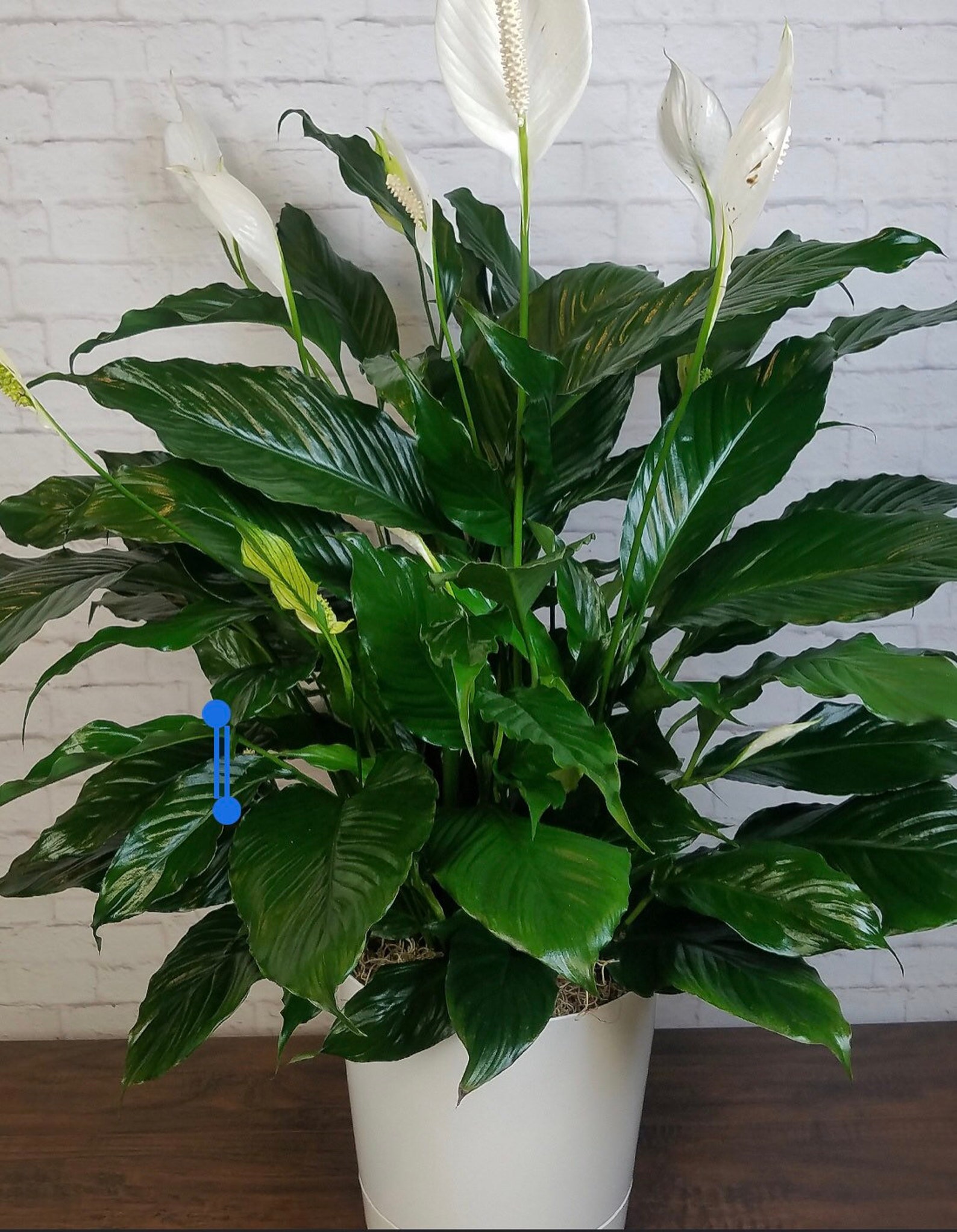 TWO Peace Lily Air Purifying Plants 8 to 10 inches tall Easy Etsy