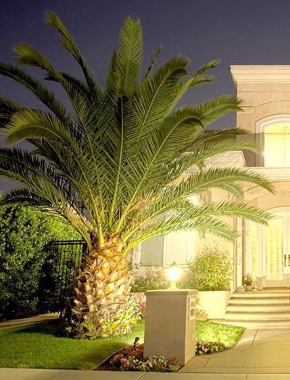 TWO Pindo Palm Tree Seedlings 612 Inches in 3 inch pot. Etsy