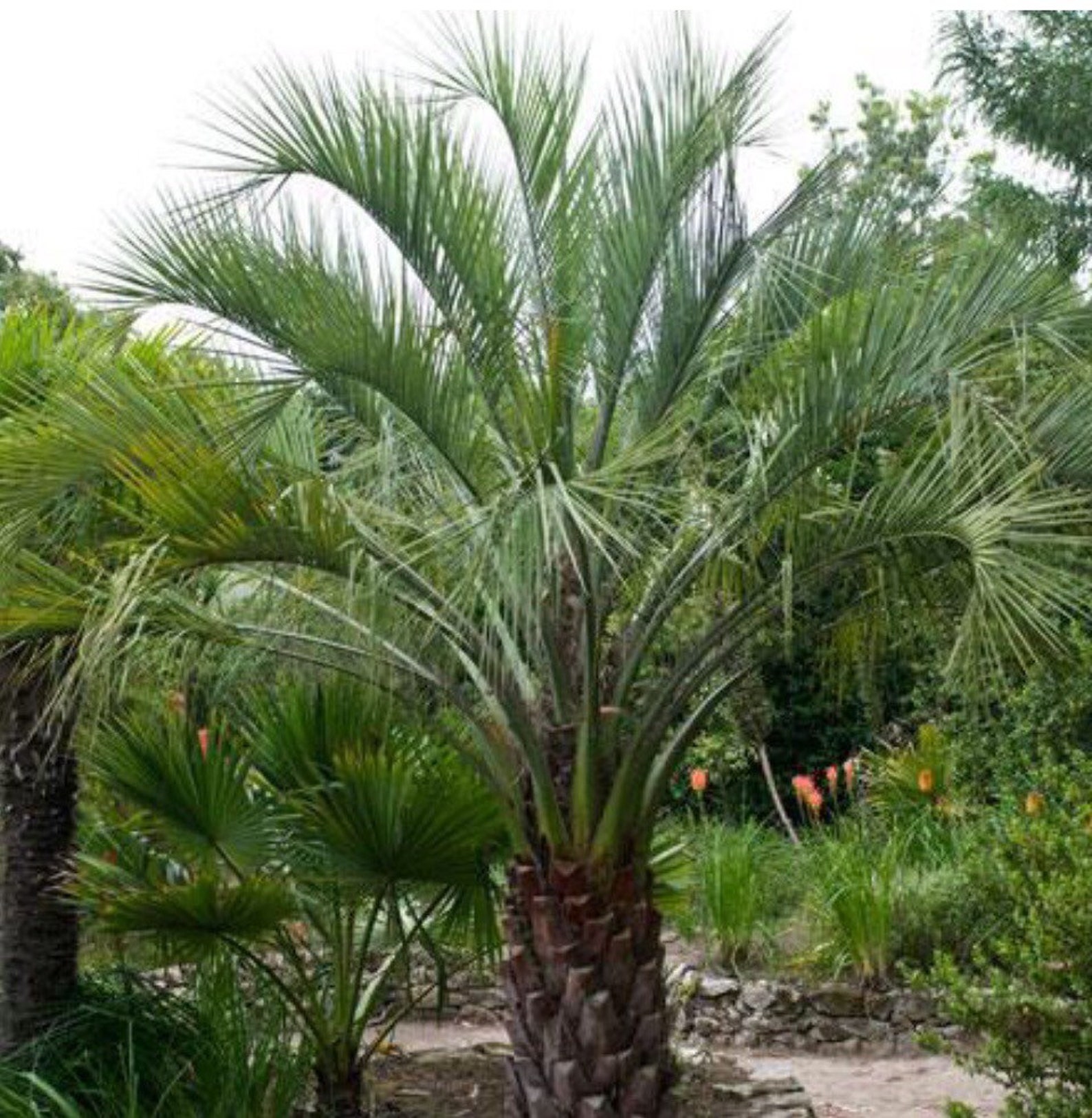 TWO Pindo Palm Tree Seedlings 612 Inches in 3 inch pot. Etsy