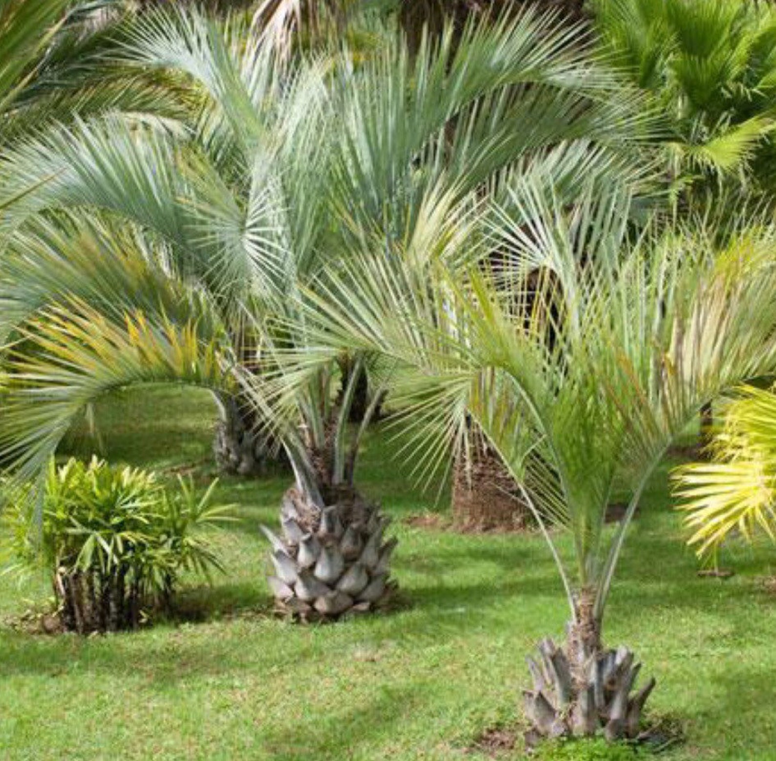 TWO Pindo Palm Tree Seedlings 612 Inches in 3 inch pot. Etsy