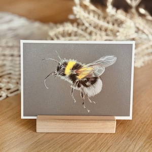 Erdhummel Illustration | Kunstdruck Buntstiftzeichnung | Wildbiene | DIN A6 Postkarte oder DIN A5 Artprint | Hummel Natur Sommer