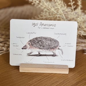Igel Postkarte - humorvolle Igel Anatomie | süßer Igel als Buntstiftzeichnung