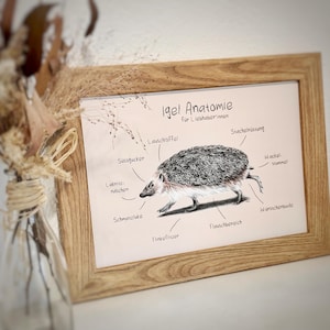 Igel Anatomie - humorvoller Kunstdruck mit Igelzeichnung | Igelposter A4 oder A5 I Buntstiftzeichnung