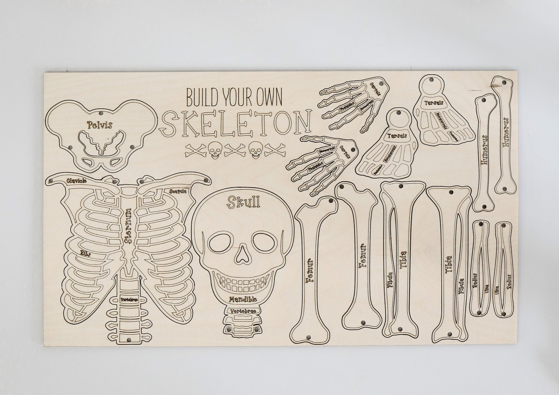 Build Your Own Skeleton Laser Cut Digital File | Cute Halloween DIY Skeleton | Skeletal Bone Learning Activity | Fall Craft | Glowforge