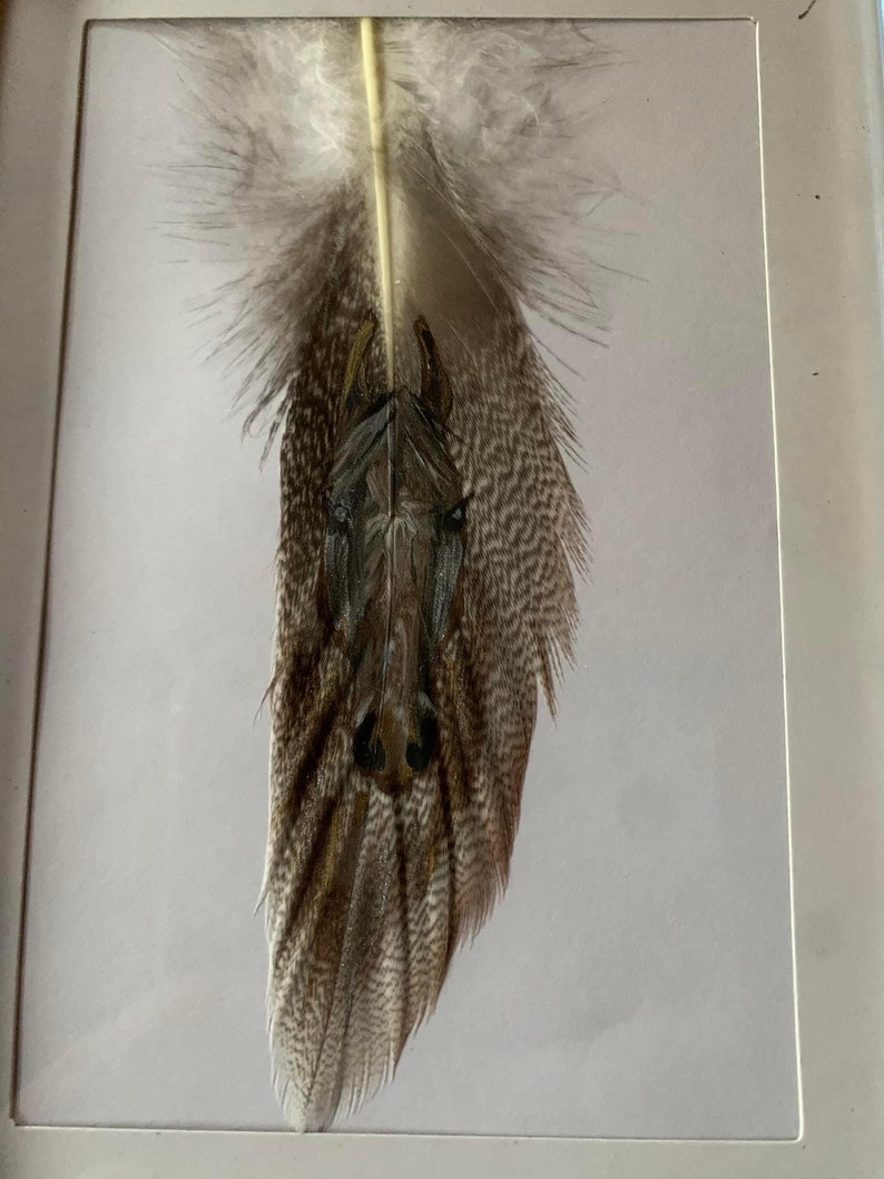 Hand Painted Feather Art Read Item Description Horse Art Etsy
