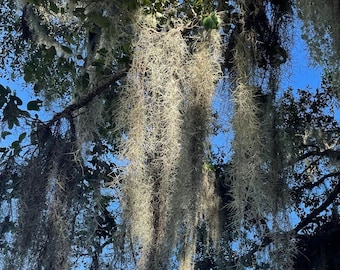 Spanish Moss / Tillandsia Air plant/ Live easy plant / Crafting