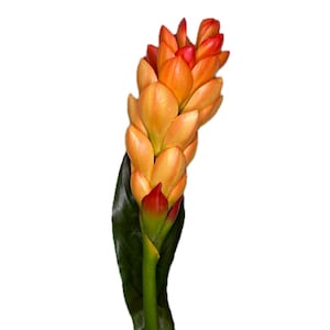 May include: A single artificial ginger flower with a vibrant color gradient. The flower's petals transition from a warm yellow to a fiery orange and red at the tips. A dark green leaf and stem support the bloom, set against a white background.