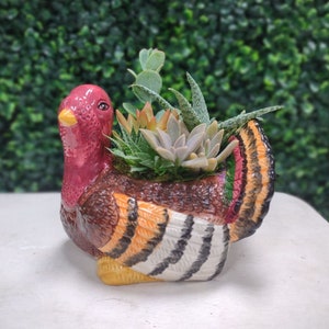 May include: A ceramic turkey planter with a brown, orange, and white striped pattern. The planter is filled with a variety of green succulents.